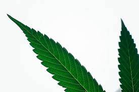 cannabis seo experts